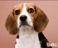 比熊犬换毛期吃啥