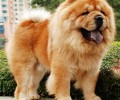 赛级松狮幼犬怎么辨别