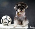 选择雪纳瑞幼犬方式