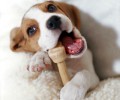 比熊犬的保养专业知识