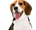 比熊犬的喂养关键点