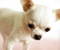 八哥犬发烧怎么办