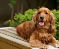 可卡幼犬如何喂