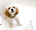可卡犬怎么洗澡