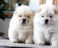 选择一只非纯种松狮幼犬