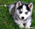 阿拉斯加犬雪橇犬掉毛吗