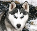 给阿拉斯加犬雪橇犬梳毛