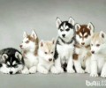怎么给阿拉斯加犬冼澡