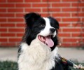 边境牧羊犬怎么美容 好喂养吗