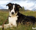如何医护边境牧羊犬 好喂养吗
