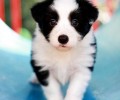 怎么给边境牧羊犬冼澡 好养吗