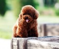 为何挑选泰迪犬 贵宾狗狗易养吗