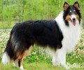 英国德牧犬价格行情？