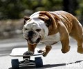 英国斗牛犬一只要多少钱？危害美国斗牛犬价格的要素有什么？