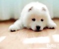萨摩耶和爱斯基摩犬的不同点