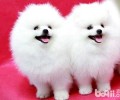 博美犬市场走势？一只要多少钱？