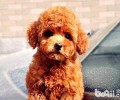 泰迪犬价格行情？如何选择一只能的泰迪犬