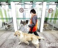 狗狗寄养要多少钱一天