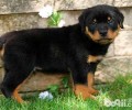 罗威纳犬多少钱一只？
