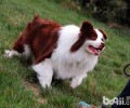 边境牧羊犬价格行情