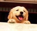 金毛幼犬价钱类型及影响因素