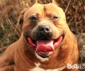 比特犬合适家里养吗？多少钱一只？