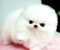 茶杯犬价格多少钱？如何选择茶杯犬？