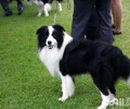 边境牧羊犬价钱大盘点