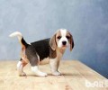 比熊犬多少钱一只?比熊犬有哪些优势？