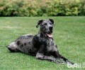 大丹犬价格行情汇总，大丹犬一只要多少钱？