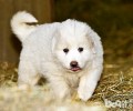 大白熊犬头发打线：多长时间洗一次澡适合