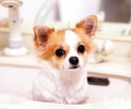 小型宠物犬强烈推荐 聚焦点六大受欢迎小型宠物犬