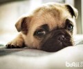 历数八哥犬的五大缺陷