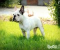 如何选择一只非纯种的法国斗牛犬？