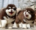 阿拉斯加犬多少钱一只？