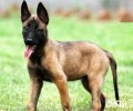 东德牧羊犬喂养常见问题，东德牧羊犬人均寿命多少钱？