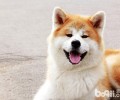 秋田犬价格行情大盘点