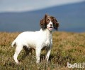 史宾格犬如何？高智商吗？