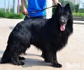 如何选择一只能的丹麦德牧犬？