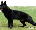 东德牧羊犬价钱剖析，东德牧羊犬多少钱一只？