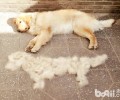 不掉毛的宠物犬有什么？这几类小狗任你选