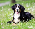 伯恩山犬详解，伯恩山犬好养吗？
