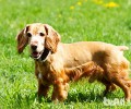 可卡犬怎么养？应当注意什么？