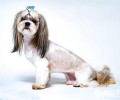 西施犬价格行情汇总，多少钱一只？