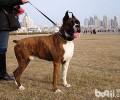 拳师犬价格行情大盘点，拳师犬多少钱一只