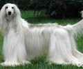 阿富汗猎犬一只要多少钱？