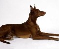 法老王猎犬喂养常见问题，法老王猎犬价钱
