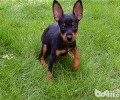 小鹿犬价格行情大盘点