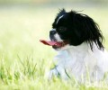 京巴犬价格行情汇总