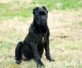 卡斯罗犬价格行情汇总